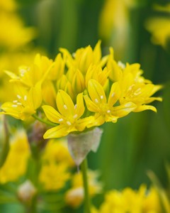 Allium moly.jpg